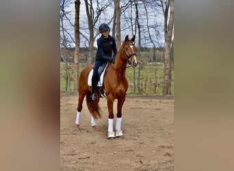 Hannoveraner, Wallach, 4 Jahre, 167 cm, Fuchs