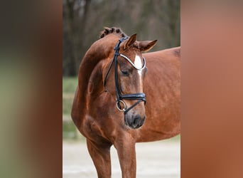 Hannoveraner, Wallach, 4 Jahre, 167 cm, Fuchs