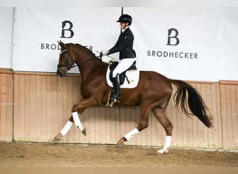 Hannoveraner, Wallach, 4 Jahre, 167 cm, Fuchs