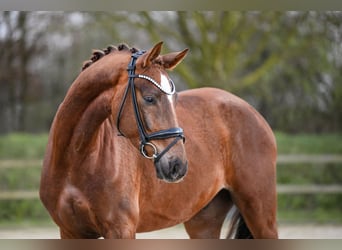 Hannoveraner, Wallach, 4 Jahre, 167 cm, Fuchs