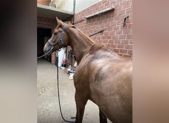 Hannoveraner, Wallach, 4 Jahre, 167 cm, Fuchs