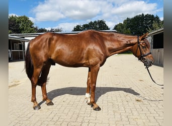 Hannoveraner, Wallach, 4 Jahre, 167 cm, Fuchs