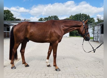 Hannoveraner, Wallach, 4 Jahre, 167 cm, Fuchs