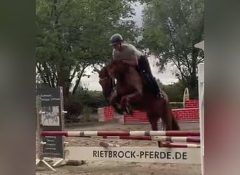 Hannoveraner, Wallach, 4 Jahre, 167 cm, Fuchs