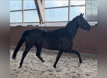 Hannoveraner, Wallach, 4 Jahre, 167 cm, Rappe