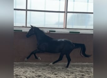 Hannoveraner, Wallach, 4 Jahre, 167 cm, Rappe
