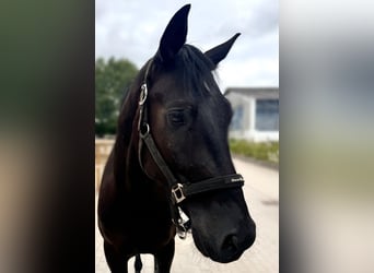 Hannoveraner, Wallach, 4 Jahre, 167 cm, Rappe