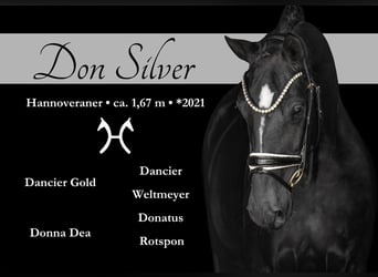 Hannoveraner, Wallach, 4 Jahre, 167 cm, Rappe