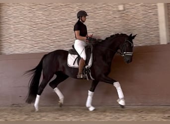 Hannoveraner, Wallach, 4 Jahre, 167 cm, Rappe