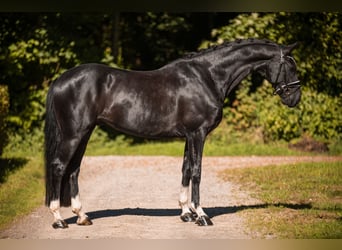 Hannoveraner, Wallach, 4 Jahre, 167 cm, Rappe