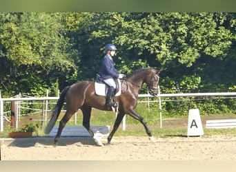 Hannoveraner, Wallach, 4 Jahre, 167 cm, Rappe