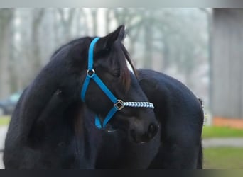 Hannoveraner, Wallach, 4 Jahre, 167 cm, Rappe