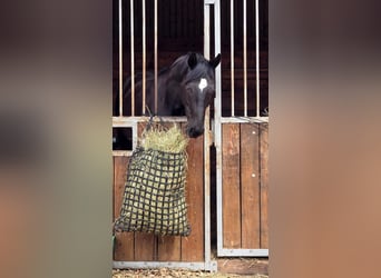 Hannoveraner, Wallach, 4 Jahre, 167 cm, Rappe