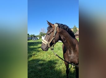 Hannoveraner, Wallach, 4 Jahre, 167 cm, Rappe