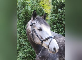 Hannoveraner, Wallach, 4 Jahre, 167 cm, Rappschimmel