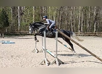 Hannoveraner, Wallach, 4 Jahre, 167 cm, Rappschimmel