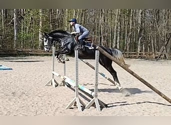 Hannoveraner, Wallach, 4 Jahre, 167 cm, Rappschimmel