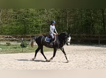 Hannoveraner, Wallach, 4 Jahre, 167 cm, Rappschimmel