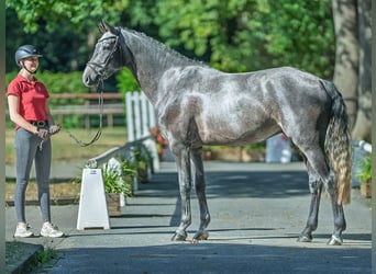Hannoveraner, Wallach, 4 Jahre, 167 cm, Schimmel