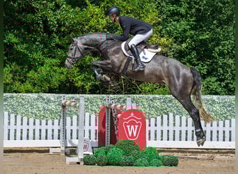 Hannoveraner, Wallach, 4 Jahre, 167 cm, Schimmel