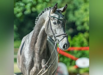 Hannoveraner, Wallach, 4 Jahre, 167 cm, Schimmel