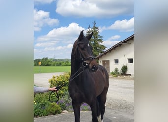 Hannoveraner, Wallach, 4 Jahre, 167 cm, Schwarzbrauner