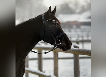 Hannoveraner, Wallach, 4 Jahre, 167 cm, Schwarzbrauner