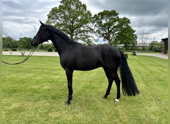 Hannoveraner, Wallach, 4 Jahre, 167 cm, Schwarzbrauner