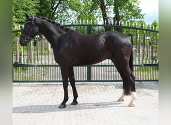 Hannoveraner, Wallach, 4 Jahre, 167 cm, Schwarzbrauner