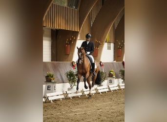 Hannoveraner, Wallach, 4 Jahre, 168 cm, Brauner