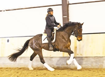 Hannoveraner, Wallach, 4 Jahre, 168 cm, Brauner