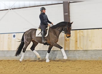 Hannoveraner, Wallach, 4 Jahre, 168 cm, Brauner