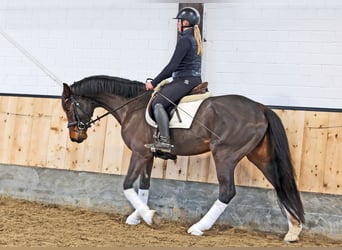 Hannoveraner, Wallach, 4 Jahre, 168 cm, Brauner