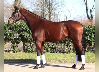 Hannoveraner, Wallach, 4 Jahre, 168 cm, Brauner