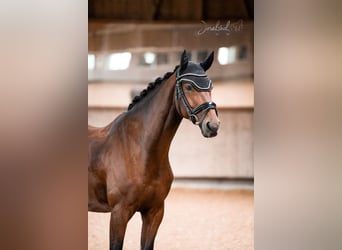 Hannoveraner, Wallach, 4 Jahre, 168 cm, Brauner