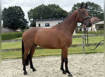 Hannoveraner, Wallach, 4 Jahre, 168 cm, Brauner