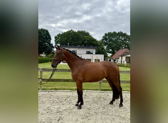 Hannoveraner, Wallach, 4 Jahre, 168 cm, Brauner