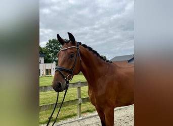 Hannoveraner, Wallach, 4 Jahre, 168 cm, Brauner