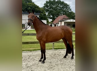 Hannoveraner, Wallach, 4 Jahre, 168 cm, Brauner
