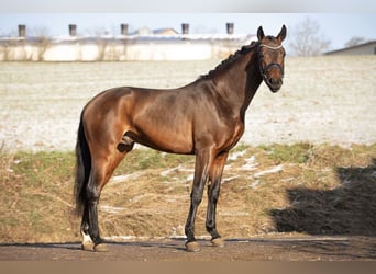 Hannoveraner, Wallach, 4 Jahre, 168 cm, Brauner