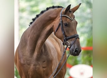 Hannoveraner, Wallach, 4 Jahre, 168 cm, Brauner