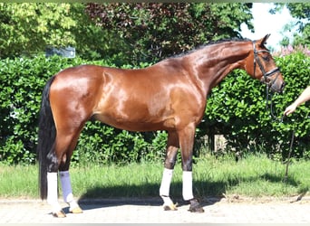 Hannoveraner, Wallach, 4 Jahre, 168 cm, Brauner