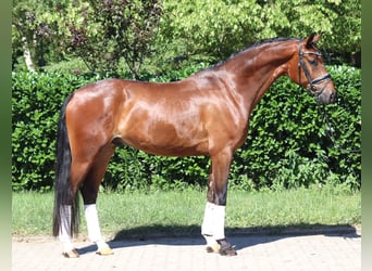 Hannoveraner, Wallach, 4 Jahre, 168 cm, Brauner