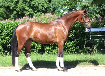 Hannoveraner, Wallach, 4 Jahre, 168 cm, Brauner