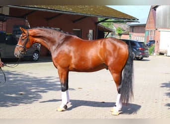 Hannoveraner, Wallach, 4 Jahre, 168 cm, Brauner