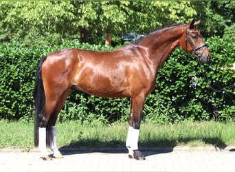Hannoveraner, Wallach, 4 Jahre, 168 cm, Brauner