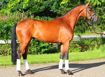 Hannoveraner, Wallach, 4 Jahre, 168 cm, Brauner