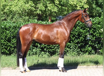 Hannoveraner, Wallach, 4 Jahre, 168 cm, Brauner