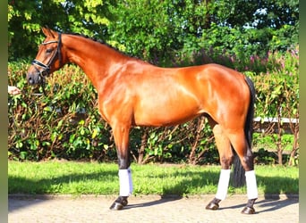 Hannoveraner, Wallach, 4 Jahre, 168 cm, Brauner