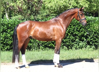 Hannoveraner, Wallach, 4 Jahre, 168 cm, Brauner